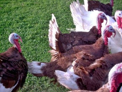 Surplus Cackle Turkey Special-3610