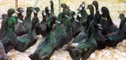 Cackle Hatchery®®'s breeder Flock of Black Cayuga Ducks