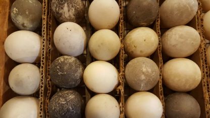 Cayuga Duck Eggs