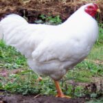 White Chantecler Chicken