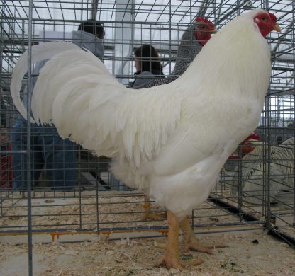 Chantecler Chicken Rooster, American Class, Sarnia Poultry Show, Feb 11, 2012 Photo Credit: Greg Oakes