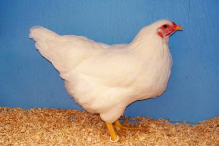 White Chantecler Chicken Pullet