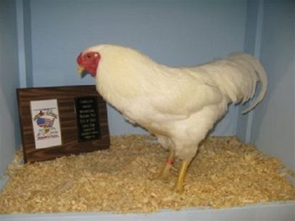 White Chantecler Rooster Chicken Credit: Greg Oakes