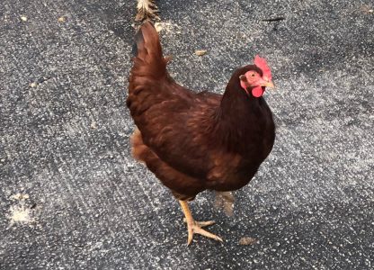 Cherry Egger Chicken Photo By Andy Anderson