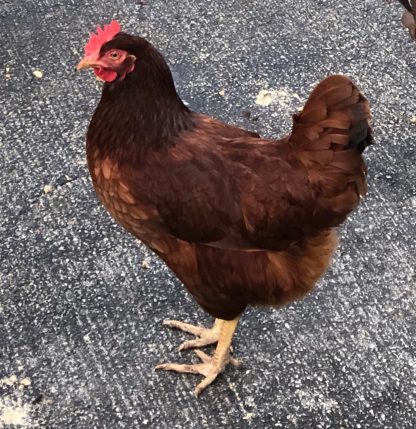 Cherry Egger Chicken Photo By Andy Anderson