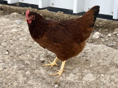 cherry Egger Chicken Photo By Rachel Potter
