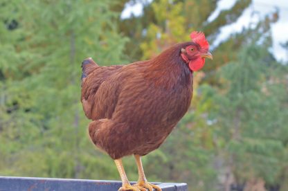 Cherry Egger Chicken Photo By Sarah Oliver