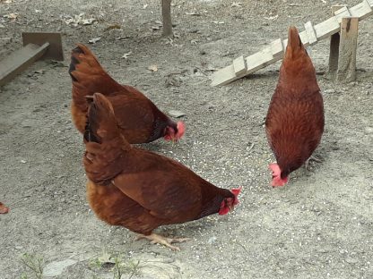 Cherry Egger Chicken Photo By Theresa Dye