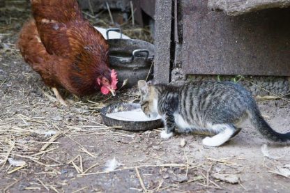 Cherry Egger Hen Chicken