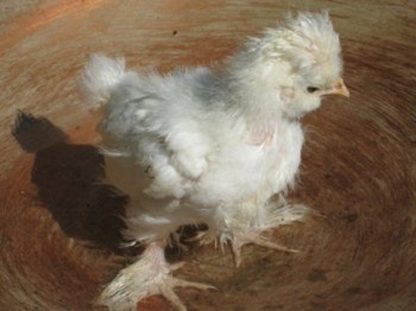 White Sultan Chicken