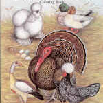The Wonderful World of Poultry Coloring Book, by Diane Jacky