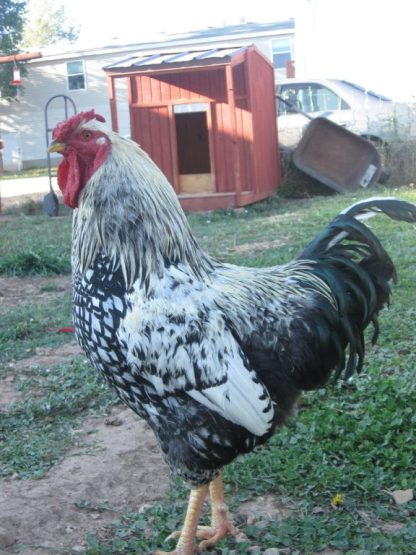 Black Laced Silver Wyandotte Chicken Rooster