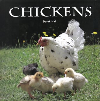 Chickens by Derek Hall
