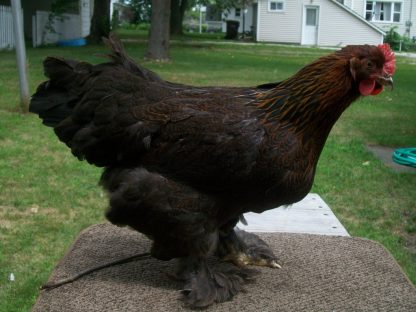 Partridge Cochin Pullet Standard Chicken