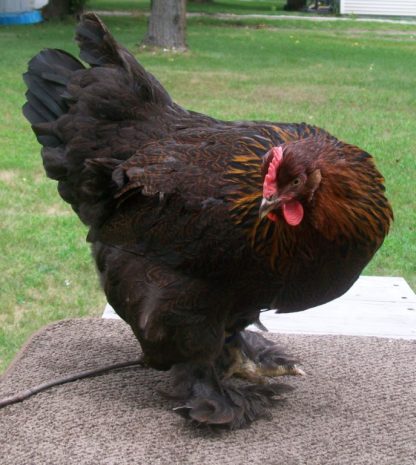 Partridge Cochin Pullet Standard Chicken