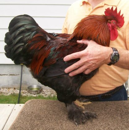 Partridge Cochin Rooster Standard Chicken