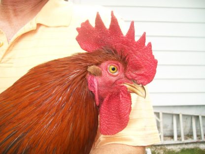 Head shot of Partridge Cochin Rooster Standard Chicken