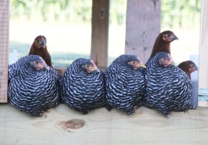Barred Standard Plymouth Rock Chickens