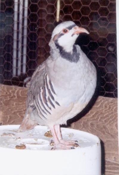 Chukar Partridge male
