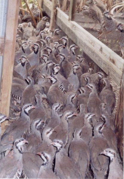 Group of Chukar Partridge