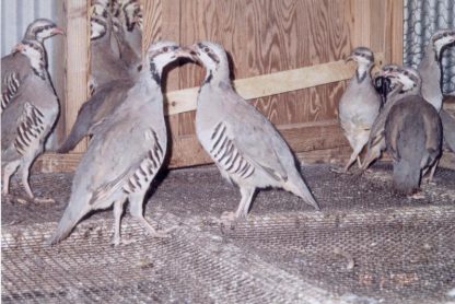 Chukar Partridge