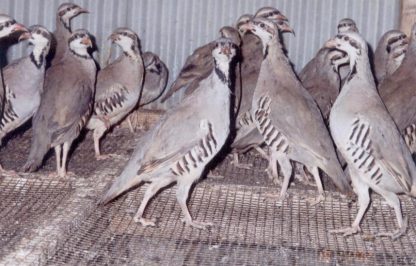 Chukar Partridge