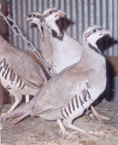 Chukar Partridge