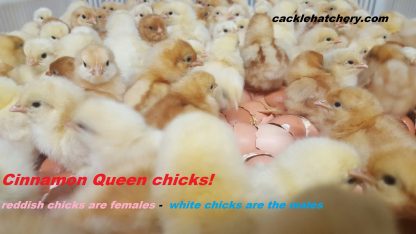 Cinnamon Queen™ Chicks