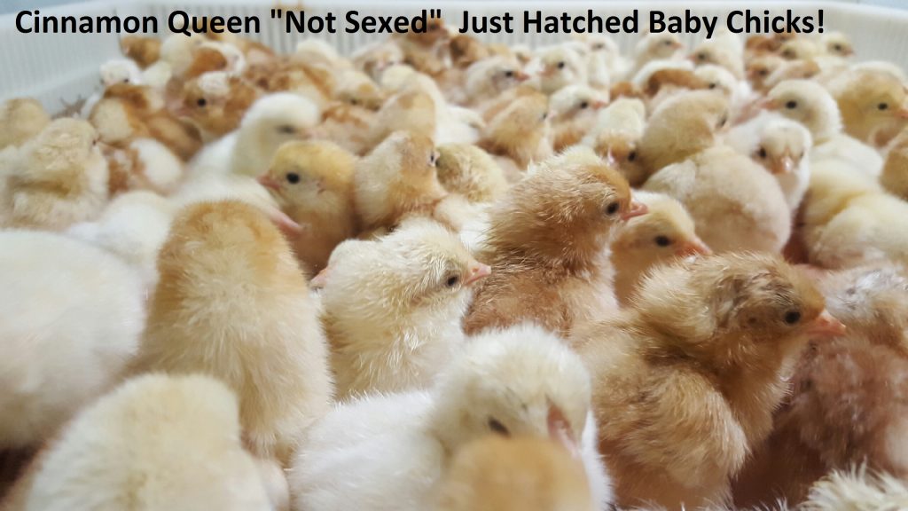 Cinnamon Queen™ Chickens Baby Chicks for Sale Cackle Hatchery®