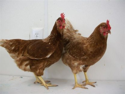 Cinnamon Queen™ Chicken Hens