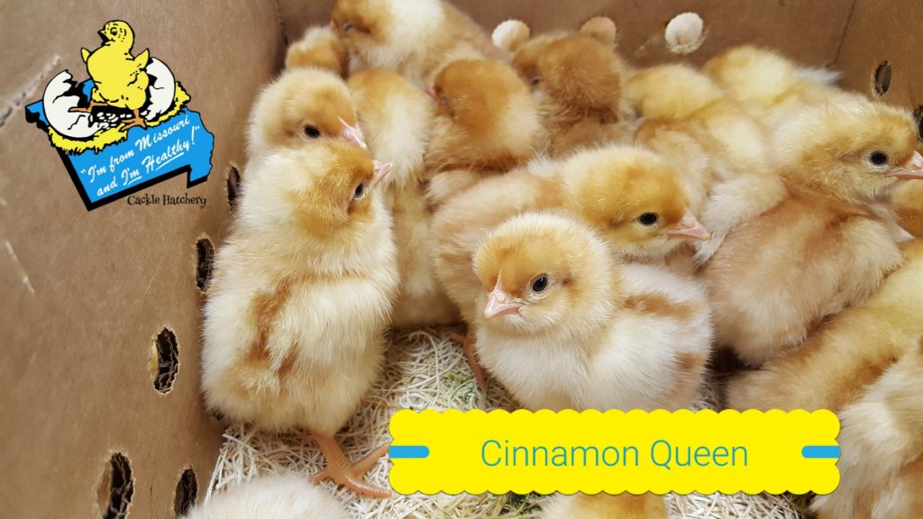 Cinnamon Queen™ Chickens Baby Chicks for Sale Cackle Hatchery®