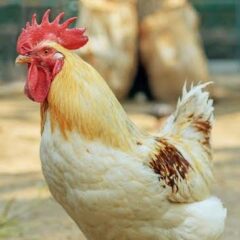 Hot Weather Chickens - Heat Hardy Warm Tolerant Breeds