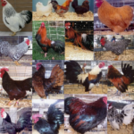 Clean Leg Bantam Assortment Special-0