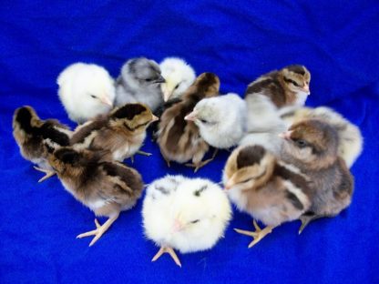 Clean Leg Bantam Assortment Special-4648