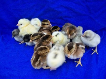 Clean Leg Bantam Assortment Special-4649