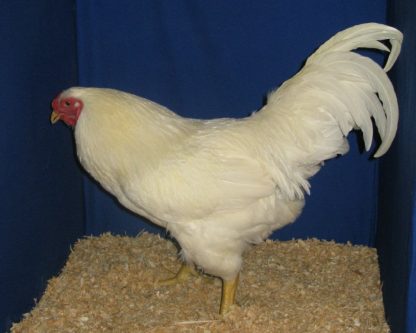 White Chantecler Chicken Rooster - Clinton Fair Champion