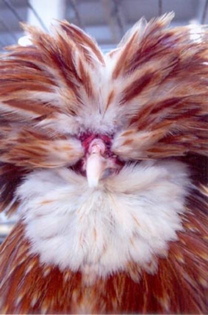 Close up of Bearded Buff Laced Polish Chicken Rooster