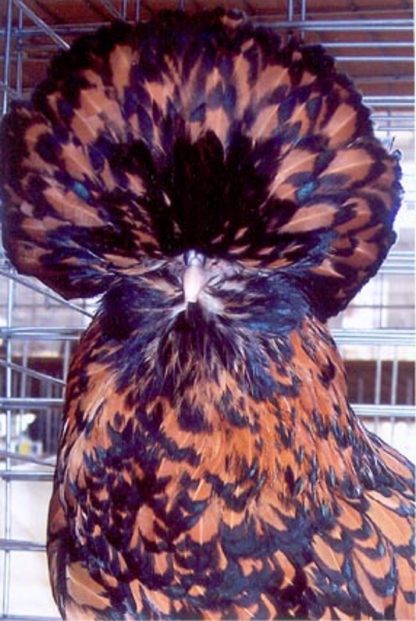 Close up of Bearded Golden Laced Polish Chicken Hen