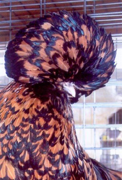 Close up of Bearded Golden Laced Polish Chicken Hen