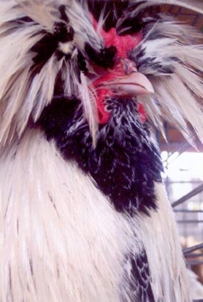 Close up of Bearded Silver Laced Polish Chicken Rooster