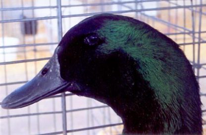 Close up of Black Cayuga Duck Drake's Head