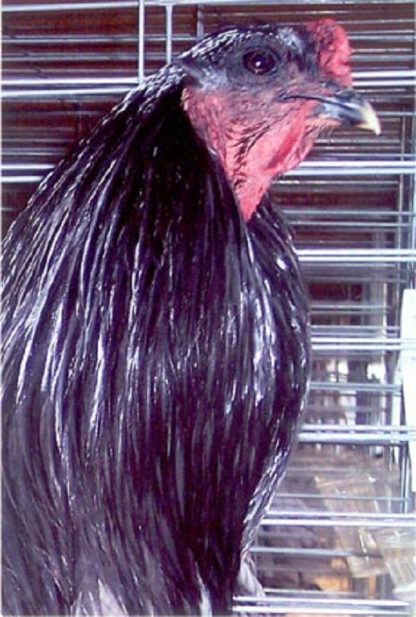 Close up of Blue Sumatra Chicken Rooster