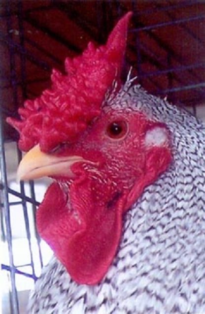 Close Up of Dominique Rooster