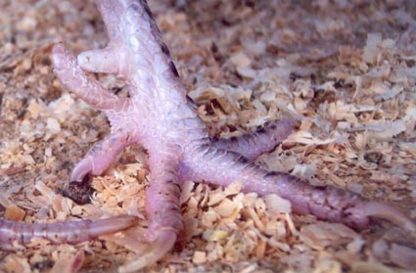 Close up of Mottled Houdan Chicken Foot showing 5th toe under spur