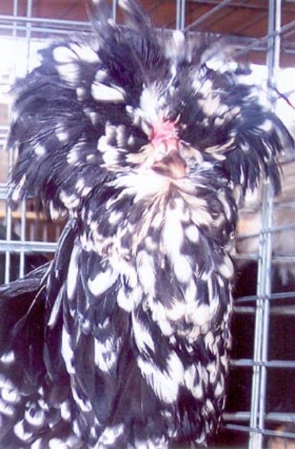 Close up of Mottled Houdan Chicken Hen