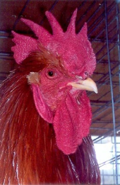 Close up of New Hampshire Chicken Rooster