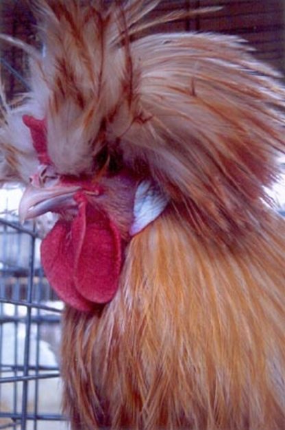 Close up of Bearded Buff Laced Polish Chicken Rooster