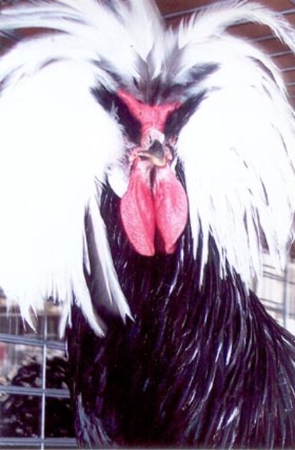 Close up of White Crested Black Polish Chicken
