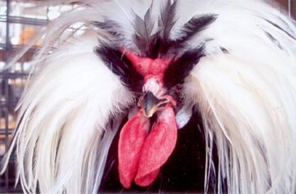 Close up of White Crested Black Polish Chicken