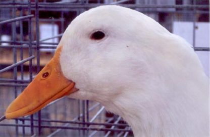 Close up of White Pekin Duck Hen's Head